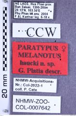 Etikette zu Melanotus haucki (Platia, 2007) (NHMW-ZOO-COL-0007642)